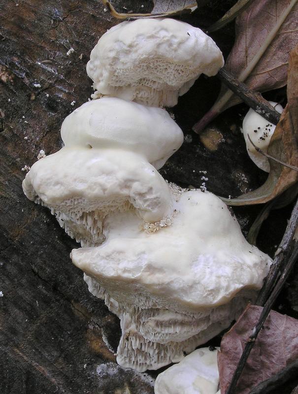 Trametes suaveolens